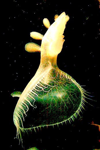 Hooded nudibranch.jpg