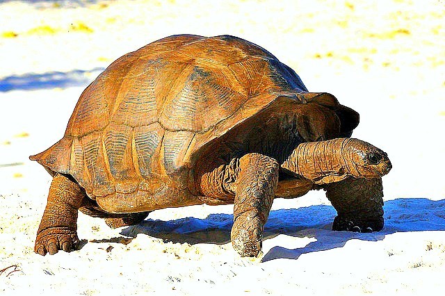Aldabra giant tortoise.jpg