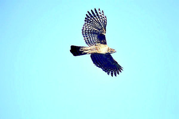 Mountain hawk-eagle.jpg
