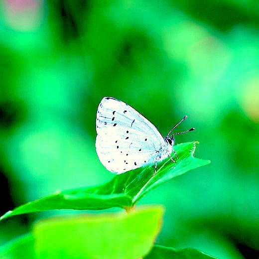 Holly blue butterfly.jpg