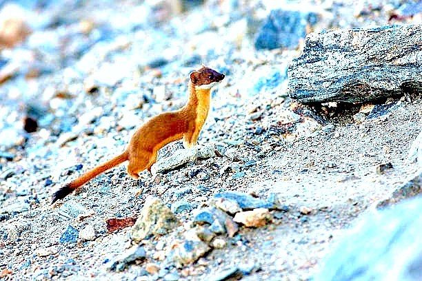 Long-tailed weasel.jpg