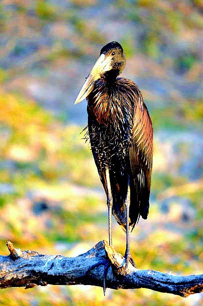 African openbill stork.jpg