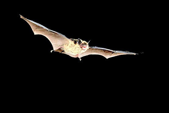Northern bat.jpg
