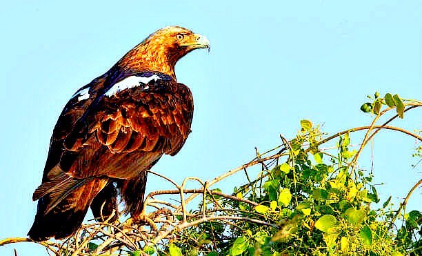 Eastern imperial eagle.jpg