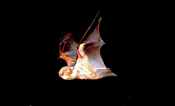 Hawaiian hoary bat.jpg