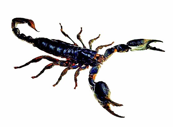 Giant forest scorpion.jpg