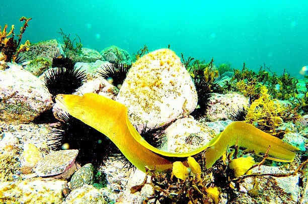 Yellow moray eel.jpg