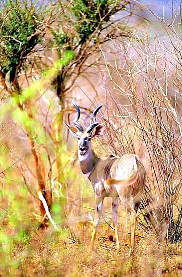 Lesser kudu.jpg