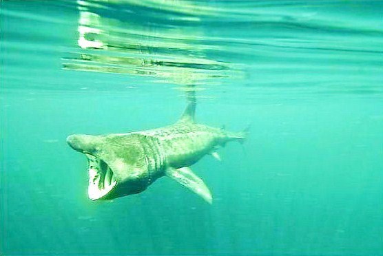Basking shark.jpg