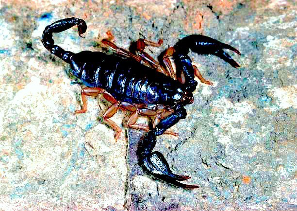 Italian scorpion.jpg