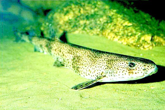 Greater spotted dogfish.jpg
