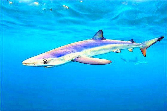Blue shark.jpg