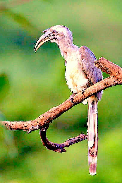Indian grey hornbill.jpg
