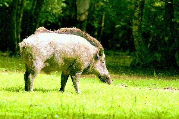 Wild boar.jpg