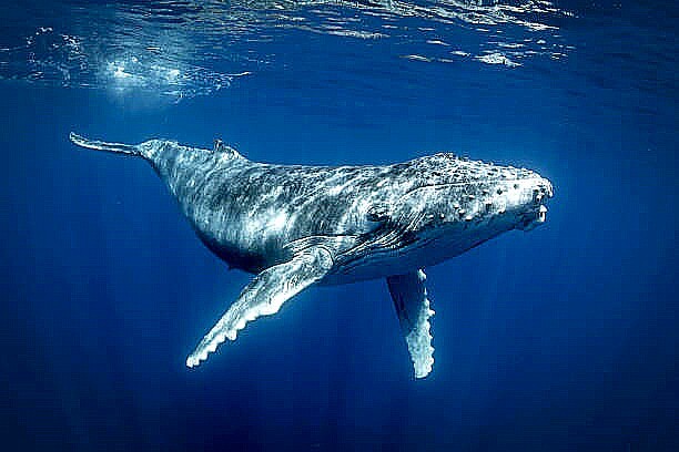 Humpback whale.jpg