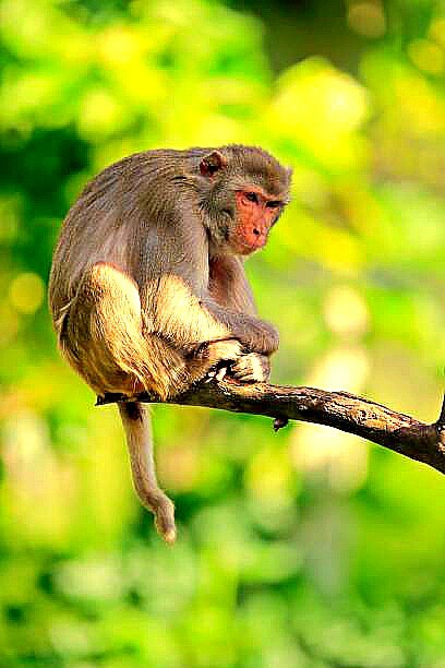 Rhesus macaque.jpg