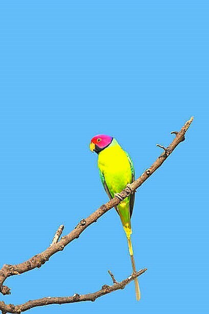 Plum-headed parakeet.jpg