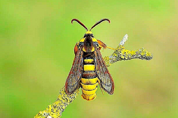 Hornet moth.jpg