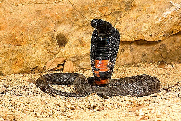 Black-necked spitting cobra.jpg