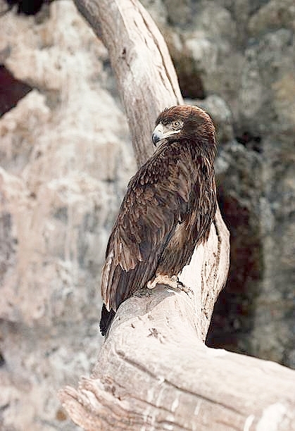 Booted eagle.jpg