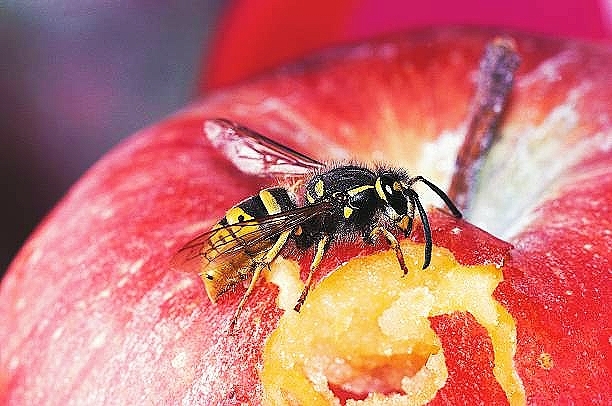 Common wasp.jpg