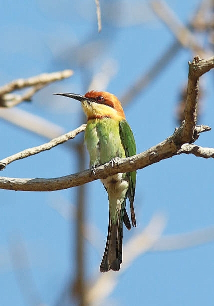 Rainbow bee-eater.jpg
