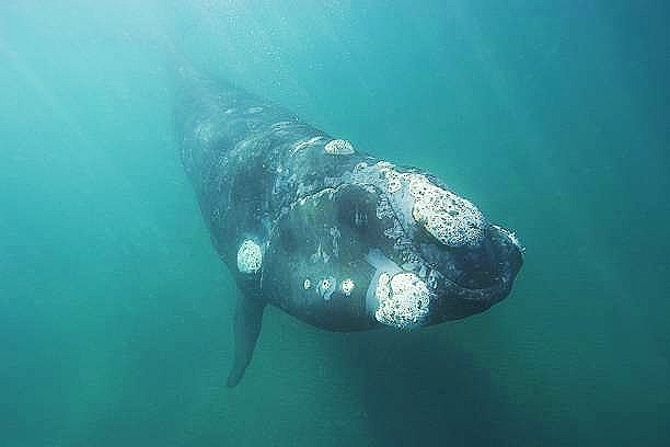 Southern right whale.jpg