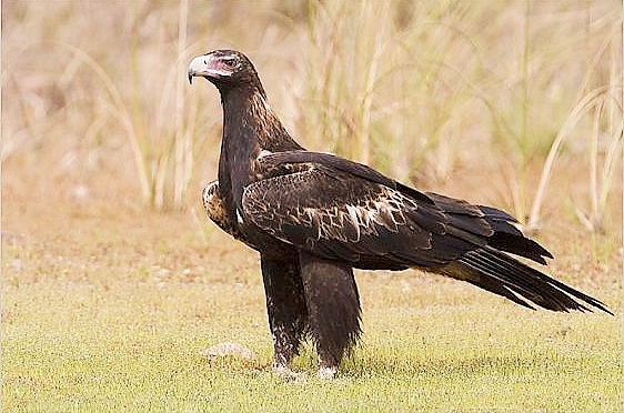 Wedge-tailed eagle.jpg