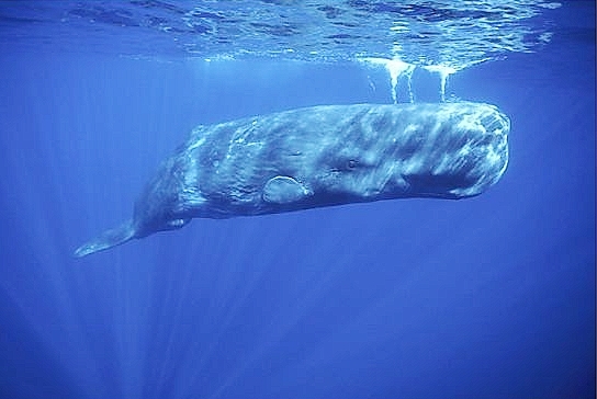 Sperm whale.jpg