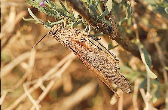 Egyptian grasshopper.jpg