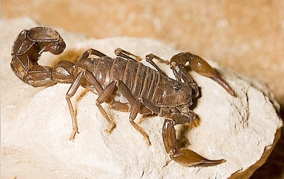 Arabian fat-tailed scorpion.jpg