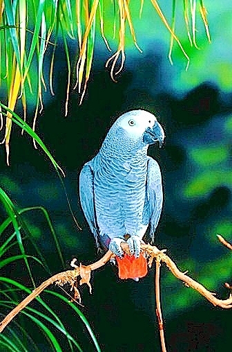 African grey parrot.jpg
