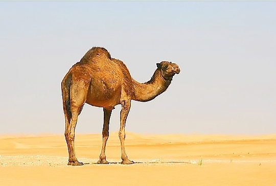 Arabian camel.jpg