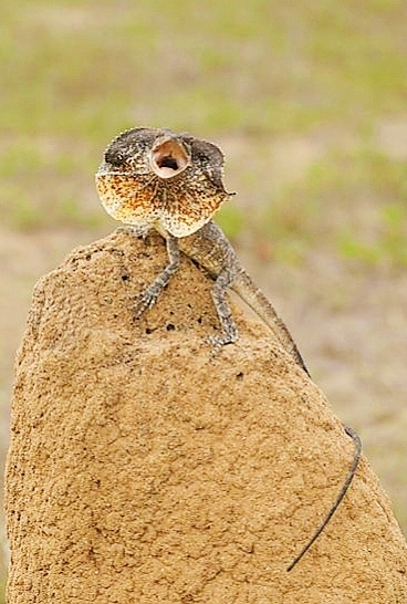 Frilled lizard.jpg
