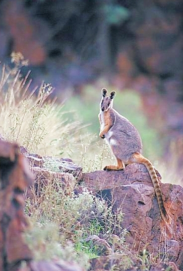 Yellow-footed rock wallaby.jpg