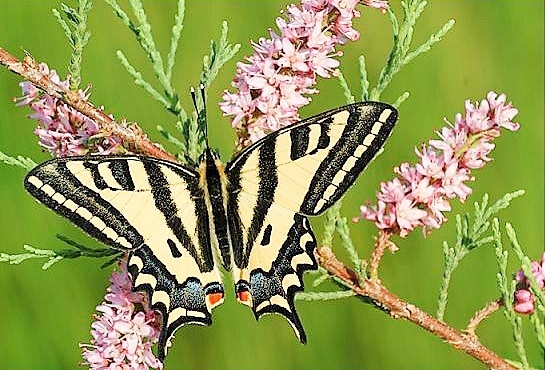 Southern swallowtail.jpg