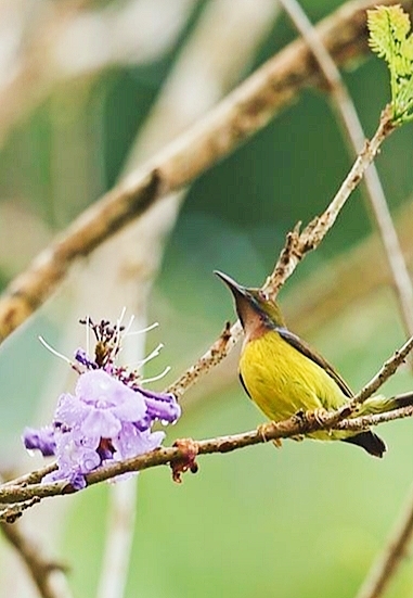Brown-throated sunbird.jpg