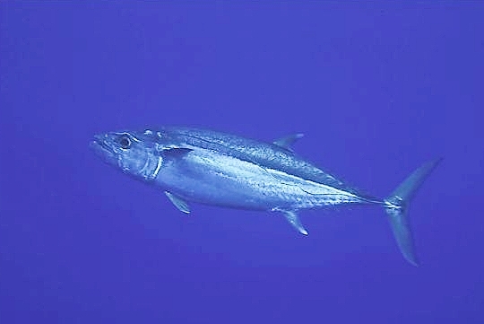 Dogtooth tuna.jpg