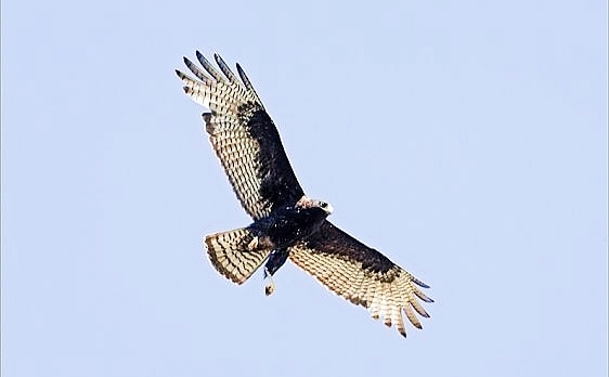 Zone-tailed hawk.jpg