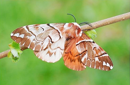 Kentish glory moth.jpg