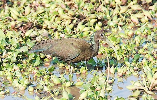 Green ibis.jpg