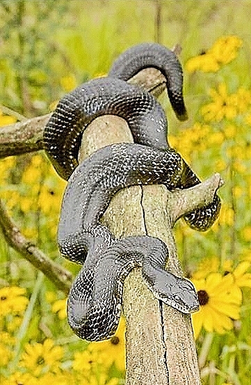 Eastern rat snake.jpg