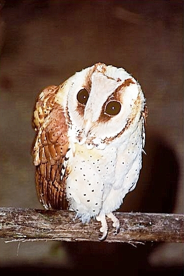 Oriental bay owl.jpg