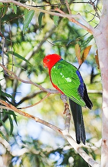 Australian king-parrot.jpg