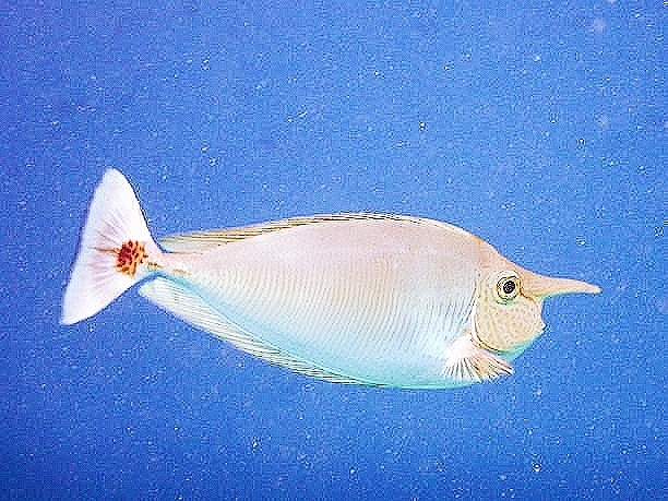 Short-nosed unicornfish.jpg