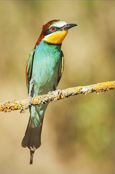 European bee-eater.jpg