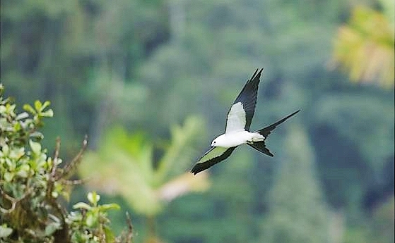 Swallow-tailed kite.jpg