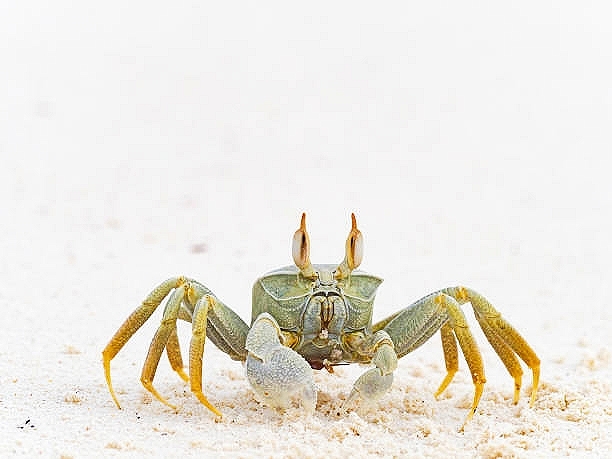 Horned ghost crab.jpg