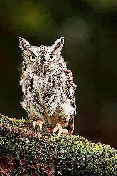 Eastern screech owl.jpg