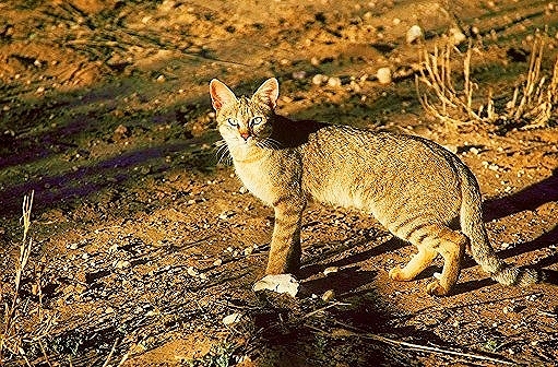African wildcat.jpg